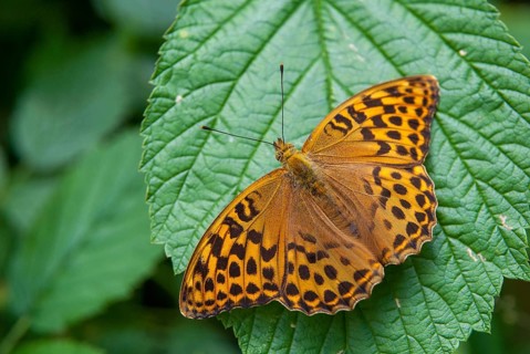 Argynnis Paphia, Kaisermantel, Silver-Washed Fritillary, Butterfly, Insects, Butterfly,