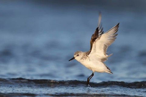 Avocet (Recurvirostra avosetta), Texel, Netherlands