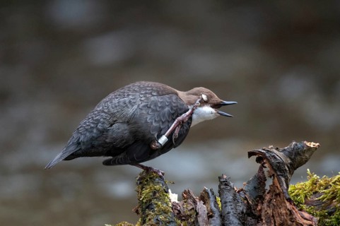 Cinclus cinclus, dippers, birds, passeri, songbirds, songbirds, birds