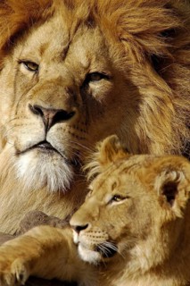 Animals, mammals, lions, couple, lion, lioness, portrait, Africa, Animals, Mammals, Lion, Men,
