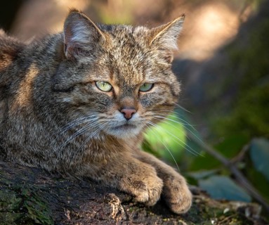 Carnivora, felis silvestris, predators, wildcat, mammals, mammals