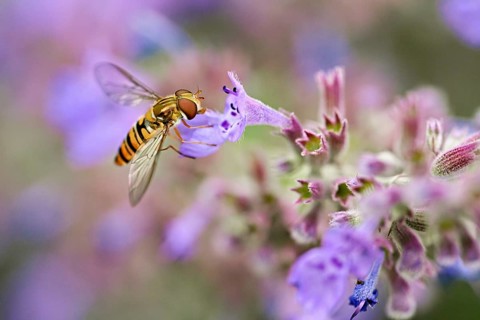 Hain hoverfly (Episyrphus balteatus), on a catnip (Nepeta x faassenii) flower, Meienberg, Canton of