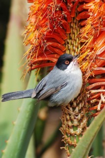 Blackcap, Sylvia melanocephala, perched on an aloe plant, songbirds, Sardinian warbler (Sylvia