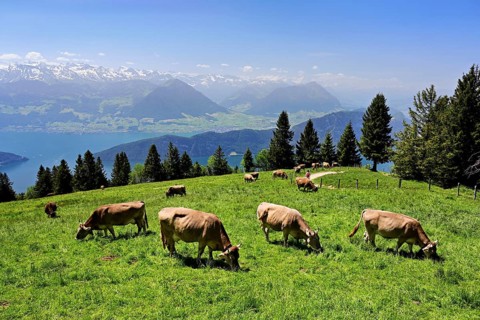 A group of Swiss brown cattle feeding on grass on an alp, in the back of Lake Lucerne and the Alps,
