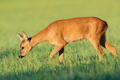 European roe deer (Capreolus capreolus), a doe standing in a meadow, North Rhine-Westphalia,