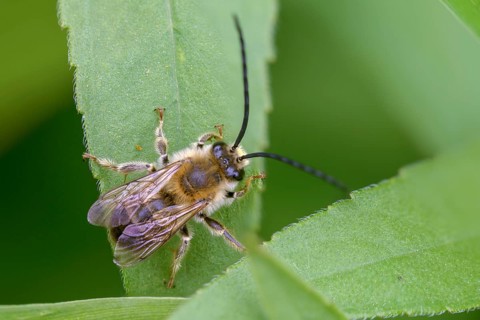 Apidae, bees, Eucera longicornis, early longhorn bee, hymenoptera, longhorn bee, May longhorn bee,