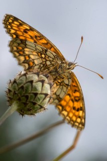Common butterflies, heath fritillary, melitaea athalia, quail wheat moth, butterfly, high size,