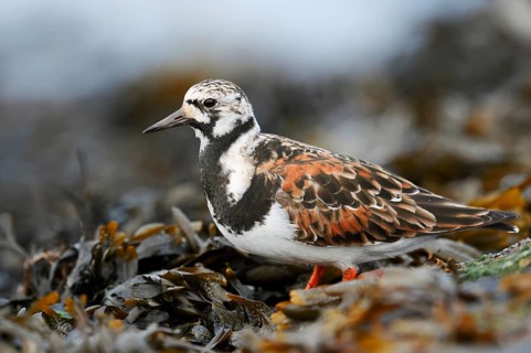 Turnstone (Arenaria interpres), North Holland, Netherlands