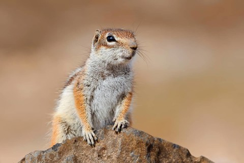 An Atlantic ground squirrel or North African bristly squirrel (Atlantoxerus getulus) perched on a