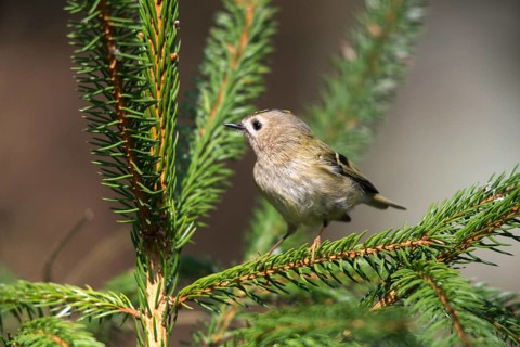 Goldcrest, golden chicken, Regulus regulus, winter golden chicken, birds, passeri, songbirds, birds