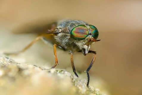 Brake spec., hybomitra spec., diptera, insects, two-winged birds