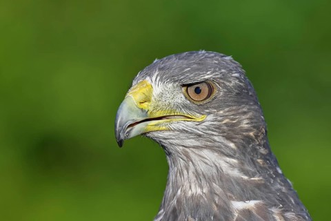 Andean buzzard or blue buzzard (Geranoaetus melanoleucus), animal portrait, head portrait, captive,