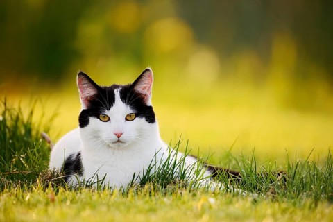 Domestic cat lying in a meadow, North Rhine-Westphalia, Germany