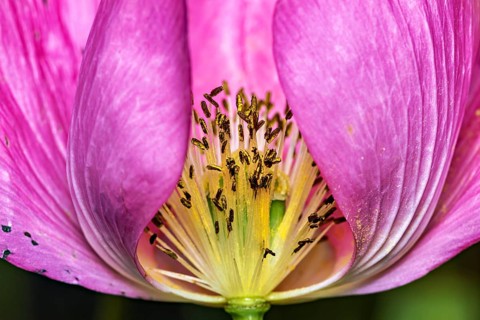 Close-up of a pink poppy with visible stamens, a close-up of the inside of a pink poppy near