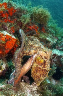 A Common Octopus (Octopus vulgaris) with its tentacles outstretched near some coral, at the Cap de