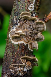 Burnt smoke porling, Bjerkandera adusta, Gloeoporus adustus, Leptoporus adustus, Polyporus crispus,