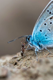 Argus blue, honeyclover blue, plebeius argus, silver-studded blue, butterfly, high size, portrait