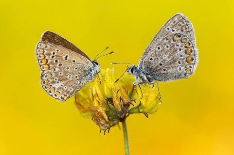 Common Blue (Polyommatus icarus), Goldenstedt, Lower Saxony, Germany