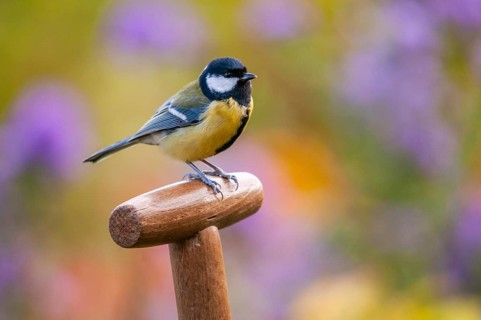 Great tit, great tit, parus major, birds, garden, tits, passeri, songbirds, songbirds, tits, birds