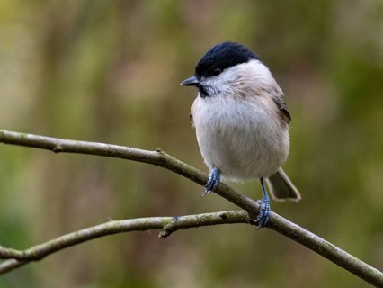 A swamp tit sits on a branch, North Rhine-Westphalia, Germany