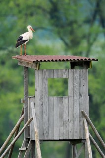 A white stork (Ciconia ciconia) stands on a raised hide, Baden-Württemberg, Germany