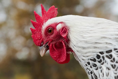 A rooster of the breed dwarf sussex gray-silver, portrait, animals, birds, chicken birds