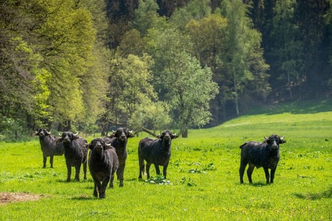 Artiodactyla, Bubalus Arnee, even-toed ungulate, cloven-hoofed, water buffalo, water buffalo,