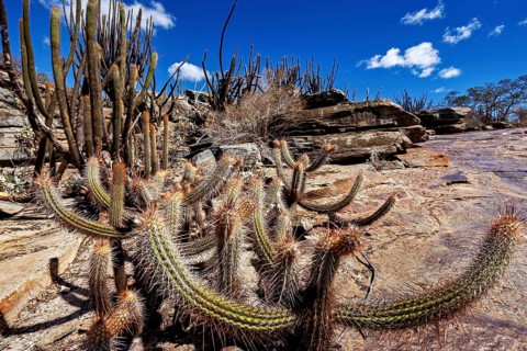 A rugged desert landscape with numerous cacti and rocky features under a clear sky, cacti of the