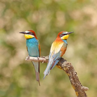 European bee-eater (Merops apiaster) two animals sitting on a branch, pair of animals, Lake