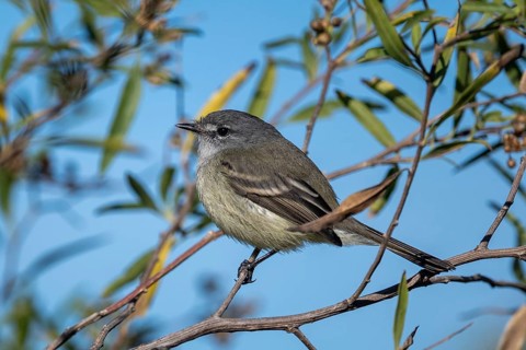 A white-crested tyrant (Serpophaga subcristata), a tiny bird from the family Tyrannidae (tyrants or
