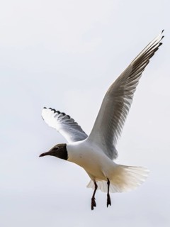 Black-headed Gull, Chroicocephalus ridibundus, bird in flight, England, United Kingdom