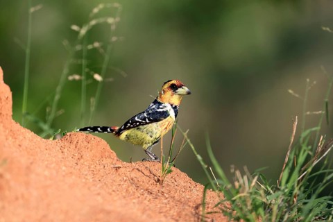 Crested Bart's Bird (Trachyphonus vaillantii), Black-backed Bart's Bird, adult, alert, Kruger