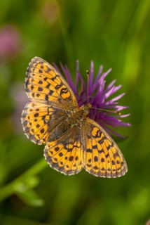 Brenthis Ino, Lesser Marbled Fritillary, Meadowsweet Pearl Butterfly, Purple Silver Butterfly,