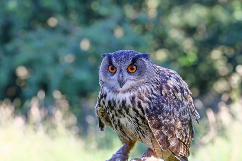 European eagle owl (Bubo bubo), perched on a post, Rhineland-Palatinate, Germany