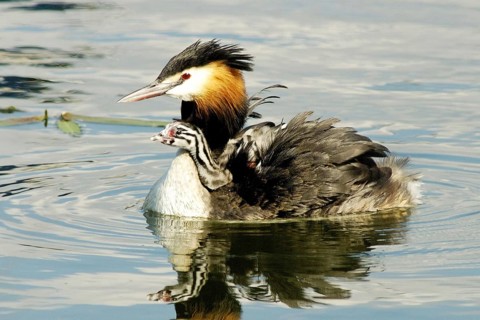 Animals, birds, grebes, Great Crested Grebe, Podiceps christatus, Germany, with chicks