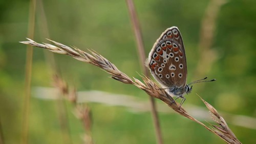 Butterfly, Adonis blue (Polyommatus bellargus) with a distinctive wing pattern on a blade of grass
