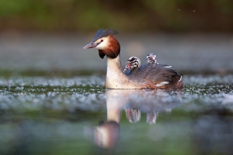 Great Crested Grebe (Podiceps cristatus) with chicks, North Rhine-Westphalia, Germany