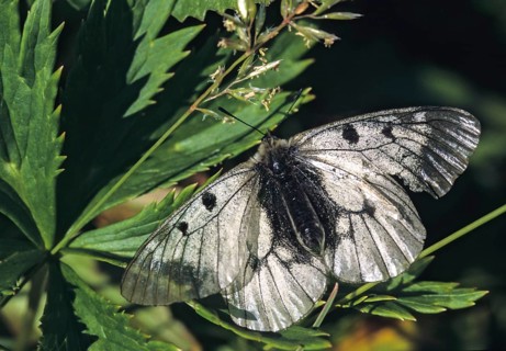 Black Apolloparnassius mnemosynewibutterflies, butterflies, Slovenia, Triglav nPleo