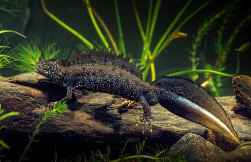 Amphibians, Great Crested Newt, Leo, Amphibian, Male, Newt, Newt, Mating Dress, Triturus cristatus
