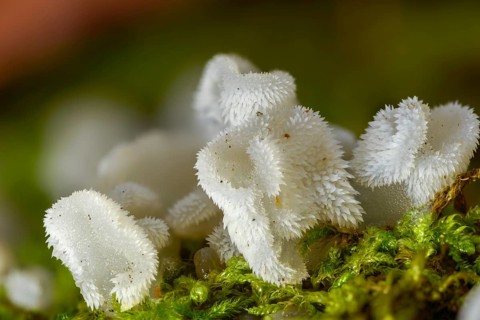 Ice mushroom, ice tooth, gelatinous trembling, toothed jelly mushroom, pseudohydnum gelatinosum,