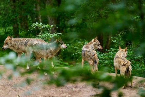 A pack of wolves stands on a hill in the forest, surveying the surroundings, summer, wolf (Canis