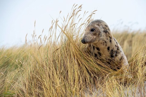 Grey seal (Halichoerus grypus), North Sea, Heligoland, Schleswig-Holstein, Germany