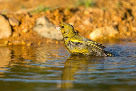 Carduelis Chloris, Chloris Chloris, Greenfinch, Greenfinch, Greenfinch, Greenfinch, Greenfinch,