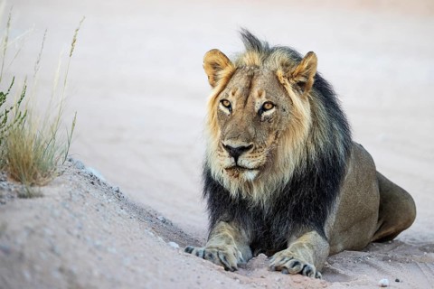 Lion (Panthera leo). Black-maned Kalahari male. Resting on a gravel road. Kalahari Desert,