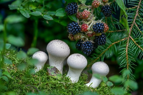 Blackberry, real blackberry, bottle dust, lycoperdone perlatum, rubus fruticosus agg., dust,
