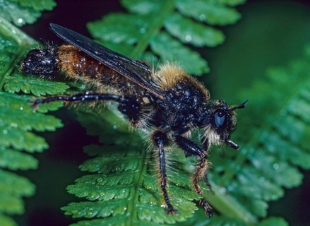 Bumblebee robberfly, yellow murder fly, Laphria flava, murder fly, diptera, insects, predatory