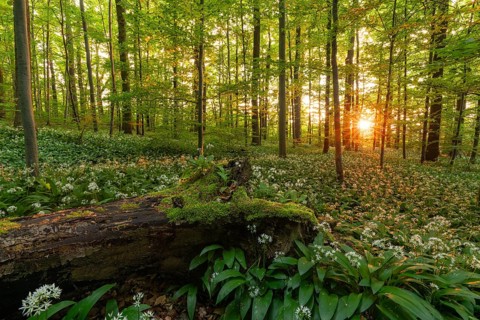 Sunlight through green forest with blooming wild garlic and mossy log in spring. Kirchheim unter