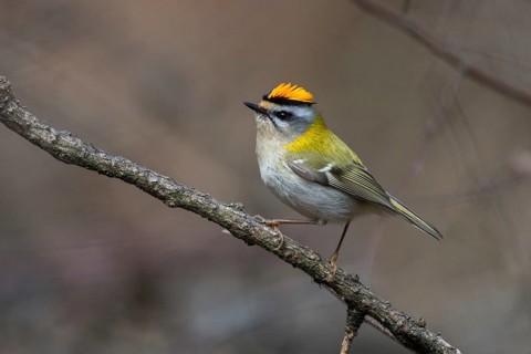 Common firecrest, golden chickens, regulus ignicapillus, golden chickens, birds, passeri,
