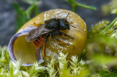 Hymenoptera, osmia bicolor, hymenoptera, snail shell bee, bicolor snail house bee, insects,