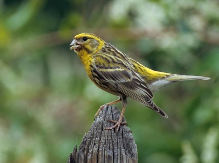 European Serin, serine, serinus serinus, birds, garden fence, garden fence, male, passeri,